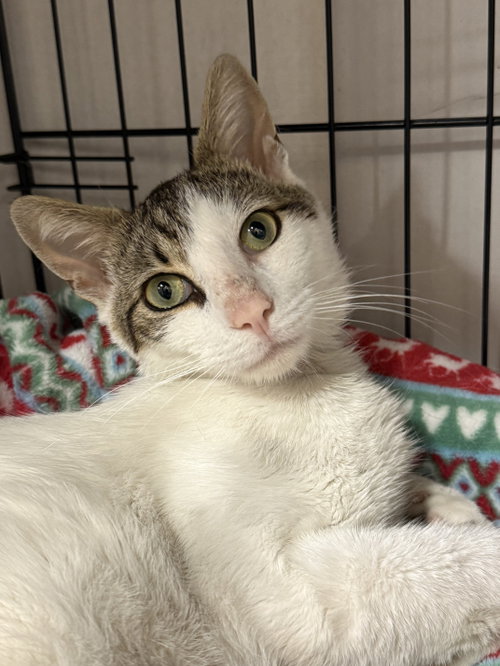 Charlie, a cat for adoption from Give Me Shelter Project