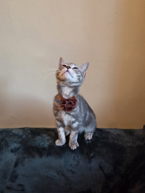 Tofu photo 3