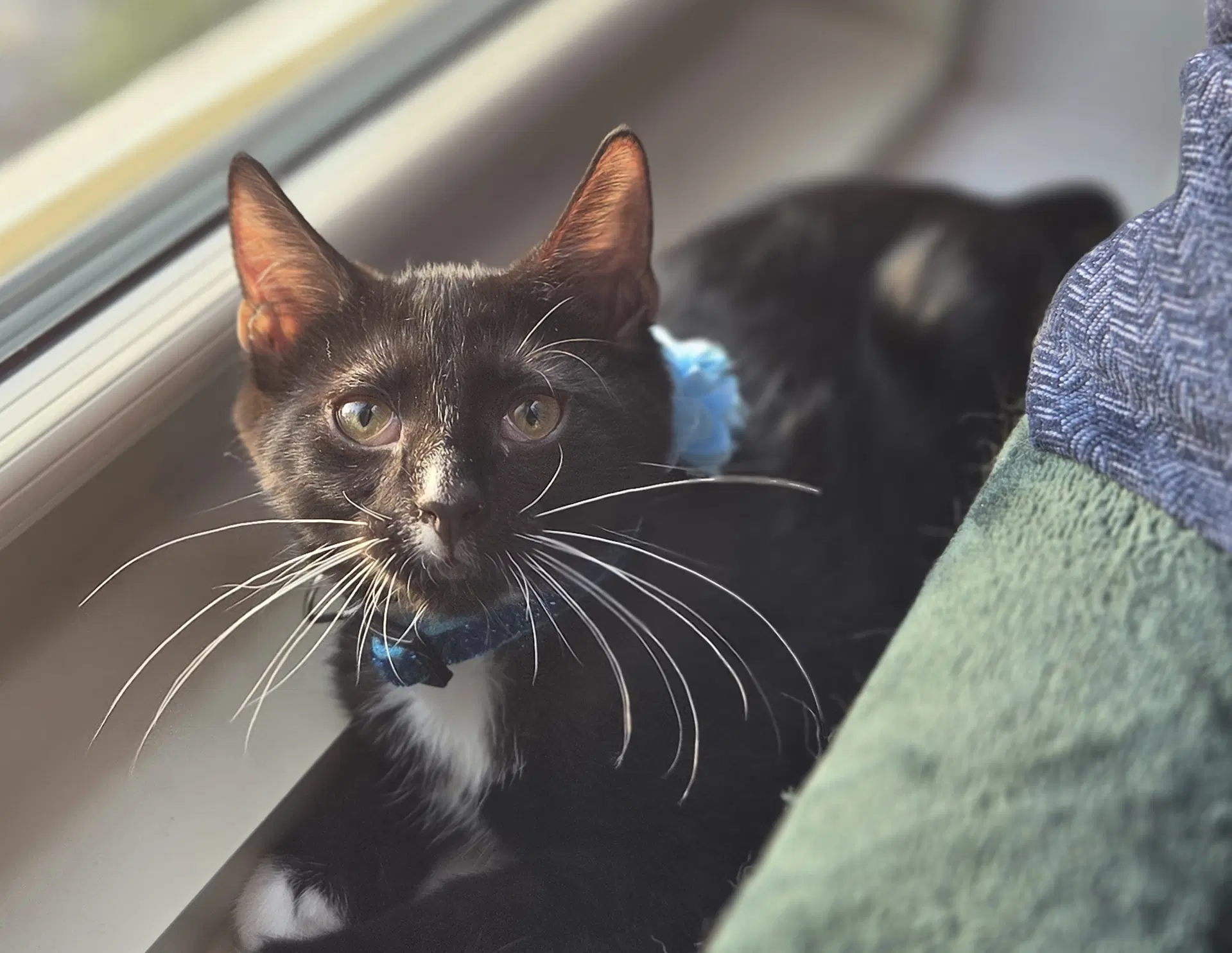 Boba - Domestic Short Hair