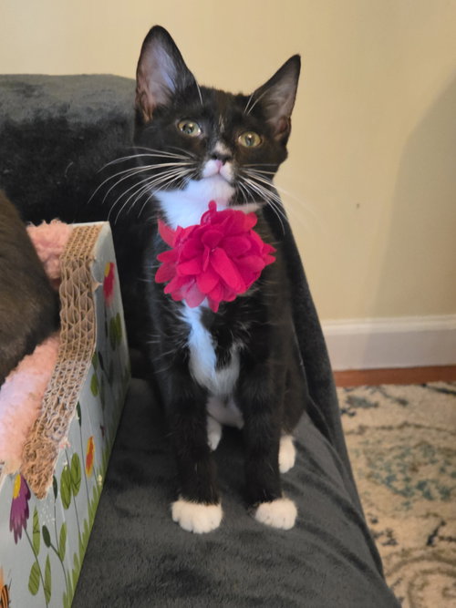 NORI, a cat for adoption from Give Me Shelter Project