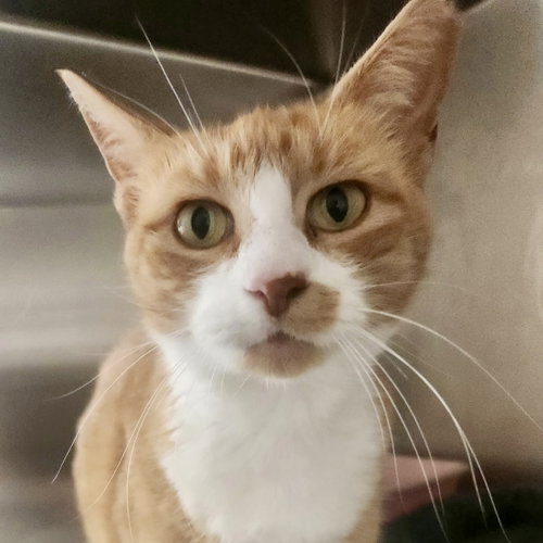 Dahlia, a cat for adoption from Give Me Shelter Project