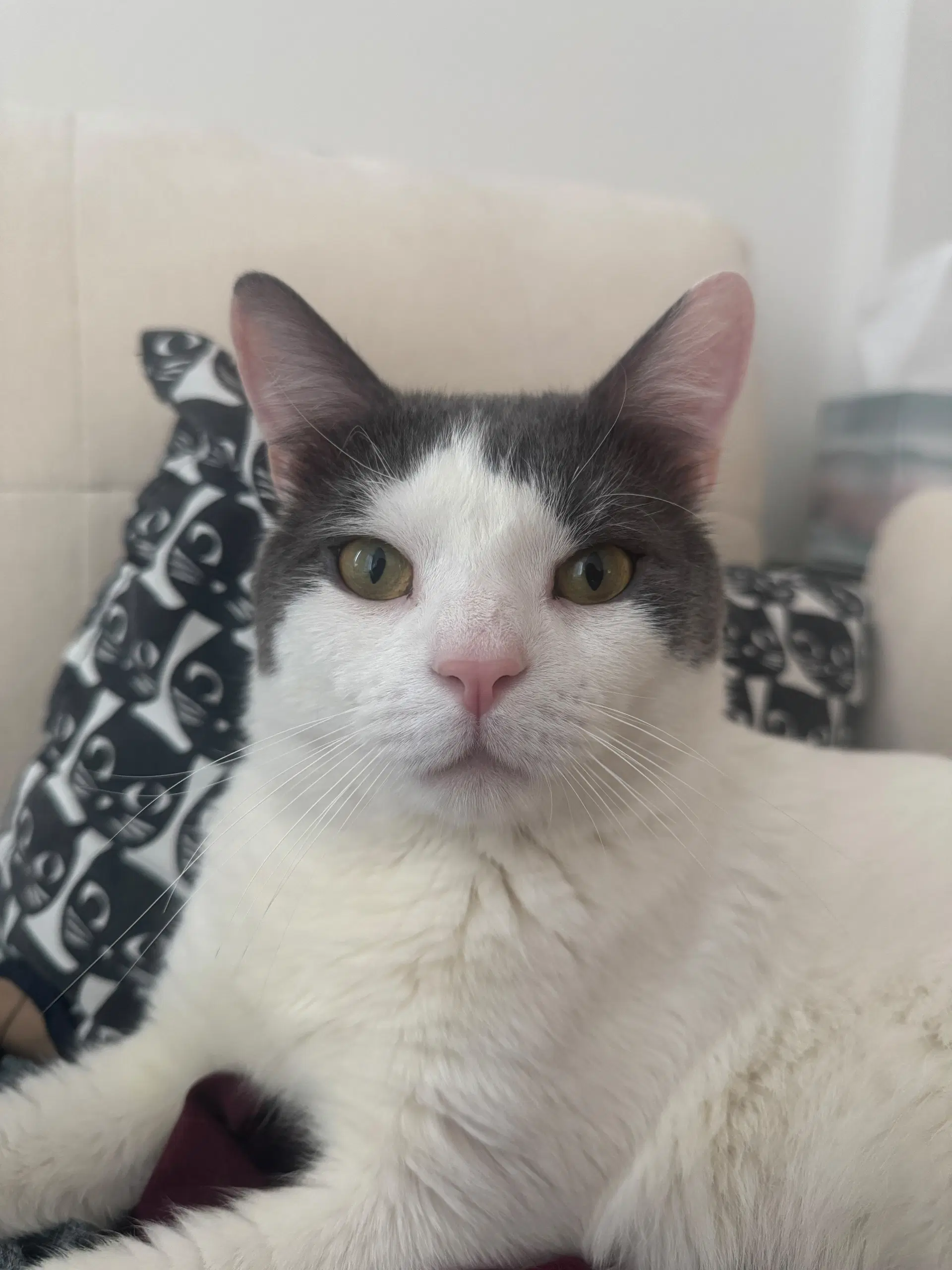 Meow Paw-Chino - Domestic Short Hair
