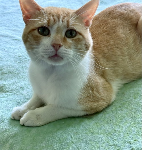 picture of the cat needing adoption