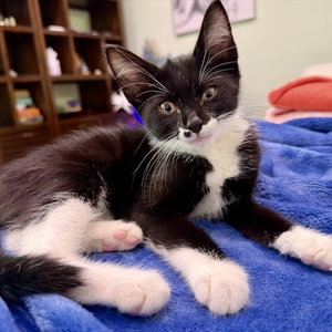 Oreo, a male Tuxedo cat up for adoption