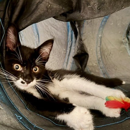 Photo 3 of Oreo