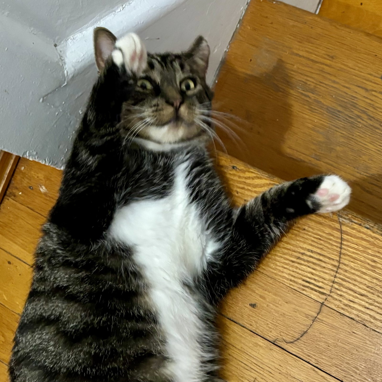 Jonathan, Tabby