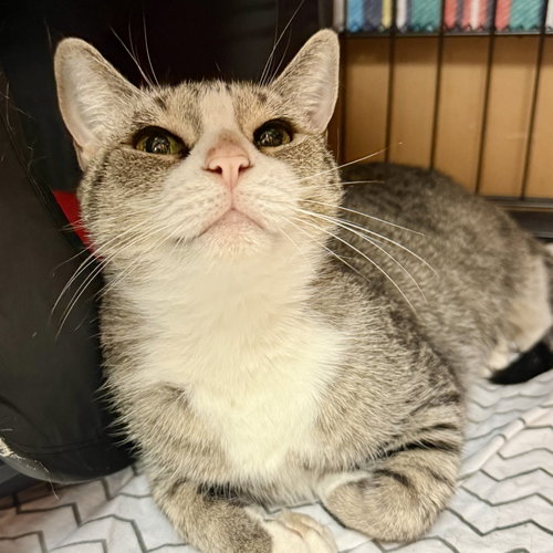 Lima Bean, a cat for adoption from Give Me Shelter Project