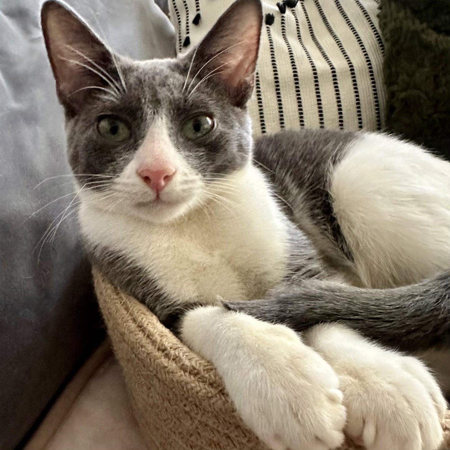 Murphy, Domestic Short Hair