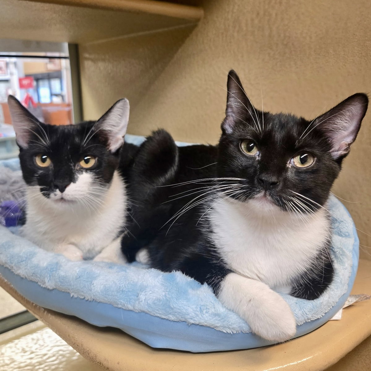 Ladybug & Cricket, Tuxedo