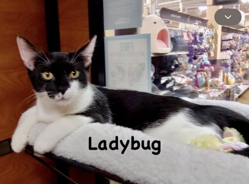 Photo 2 of Ladybug & Cricket