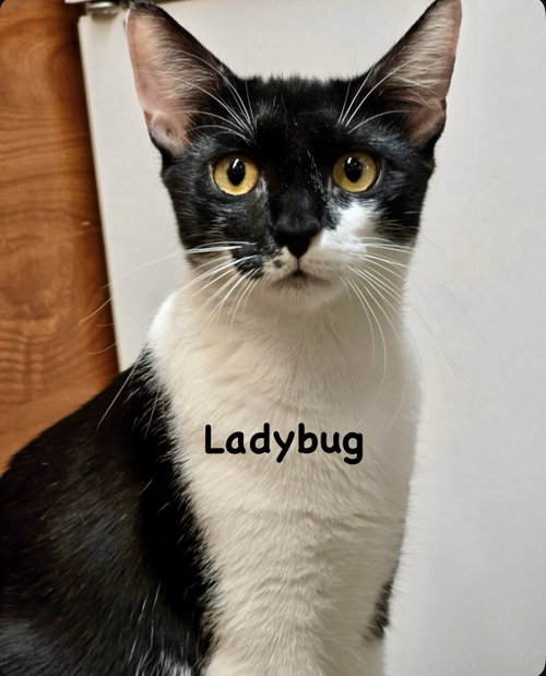 Photo 3 of Ladybug & Cricket