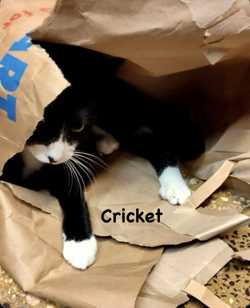 Ladybug & Cricket, photo 4