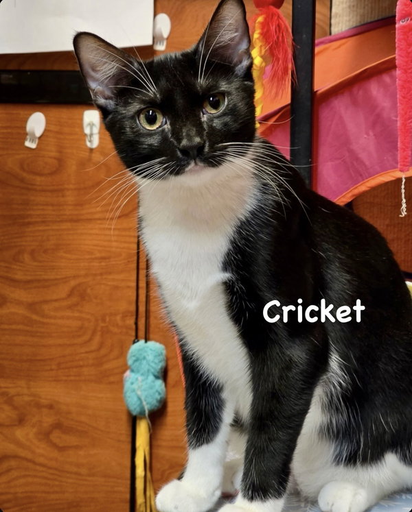 Ladybug & Cricket