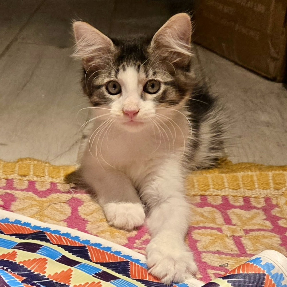 Fern, Domestic Short Hair