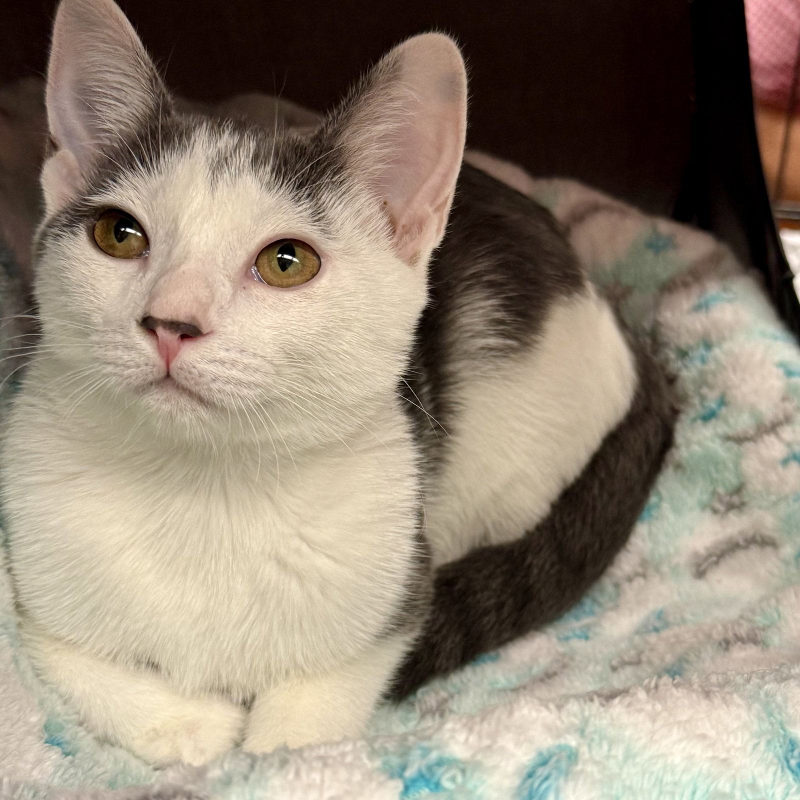 Ivy, Domestic Short Hair