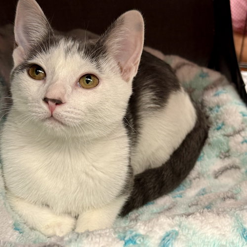 Ivy, a cat for adoption from Give Me Shelter Project