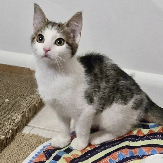 Willow, Domestic Short Hair