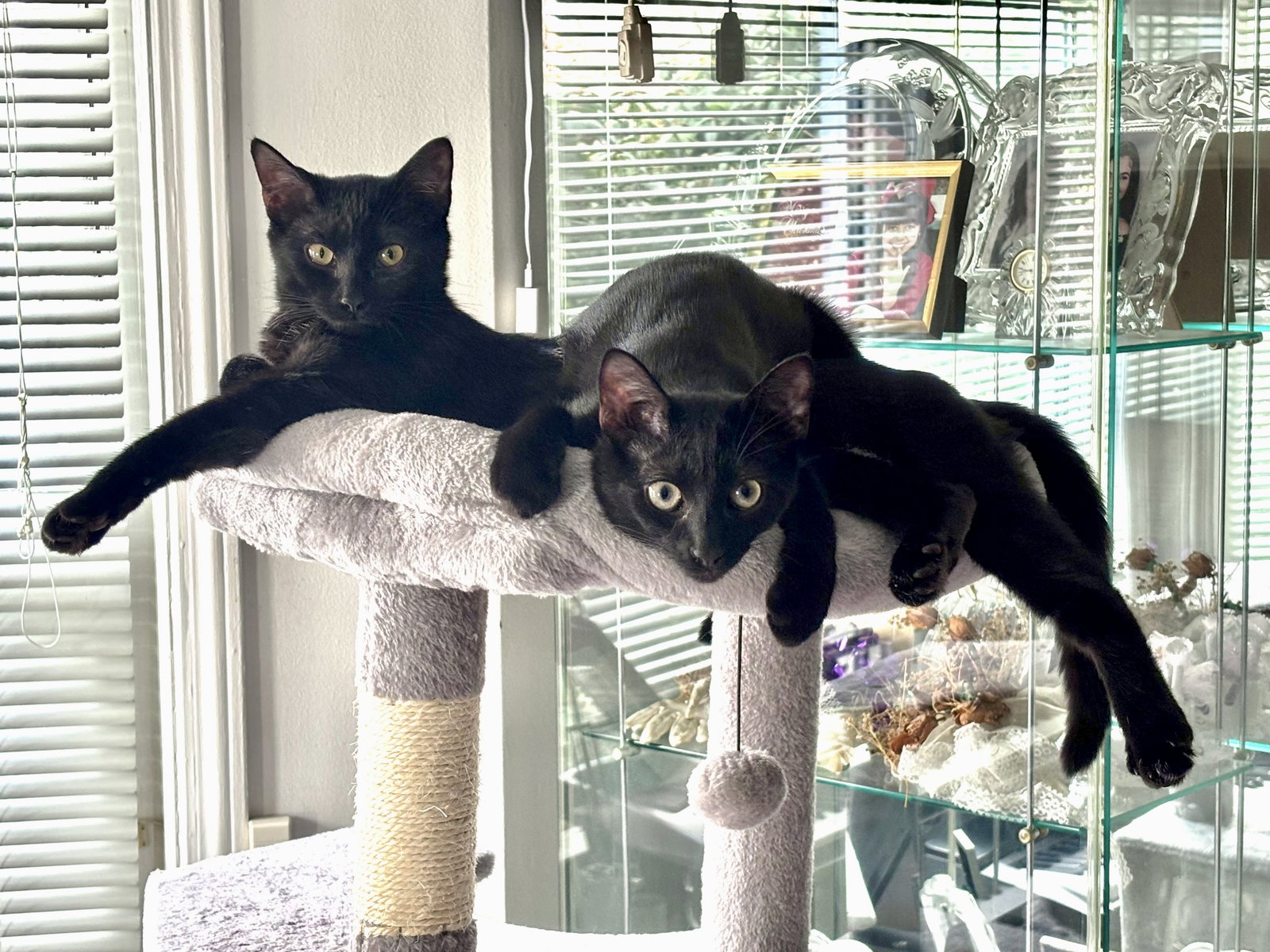 Vito & Zita, Domestic Short Hair