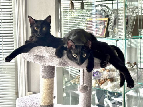 Vito & Zita, a cat for adoption from Give Me Shelter Project