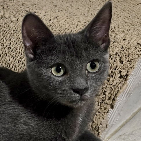 Brandy, Domestic Short Hair