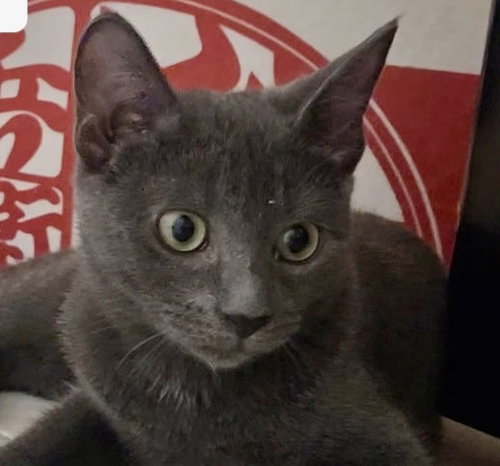 Whiskey, Domestic Short Hair