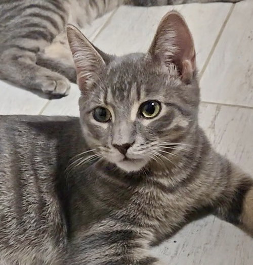 Scotch, Domestic Short Hair