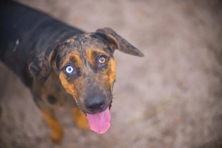Nevaeh - Catahoula Leopard Dog