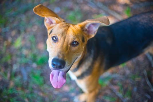 adoptable Dog in Gainesville, FL named SHERLOCK