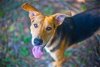 adoptable Dog in gainesville, GA named SHERLOCK