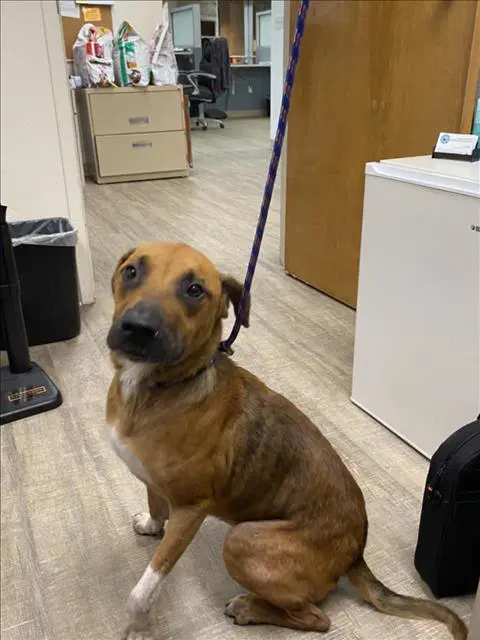 Sunny - Black Mouth Cur