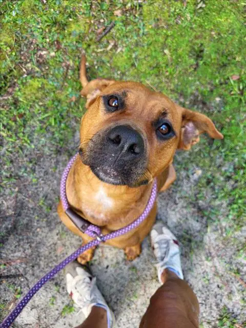 Pumpkin Spice - Rhodesian Ridgeback