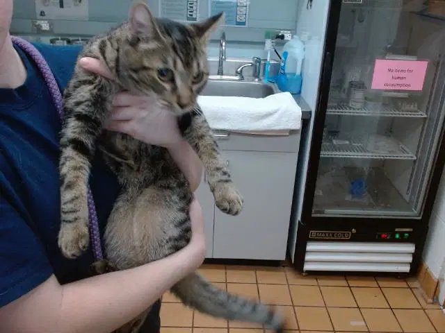Zeke - Domestic Short Hair