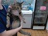 adoptable Cat in gainesville, GA named ZEKE