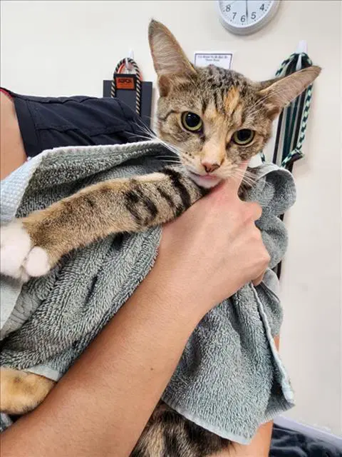 Kendra - Domestic Short Hair