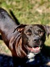 adoptable Dog in gainesville, FL named BOSCO