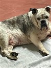 adoptable Dog in gainesville, GA named TUCKER