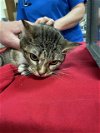 adoptable Cat in gainesville, GA named A667592
