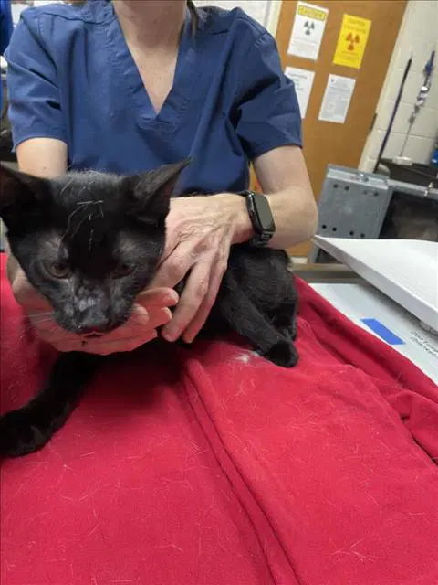 Unknown - Domestic Short Hair