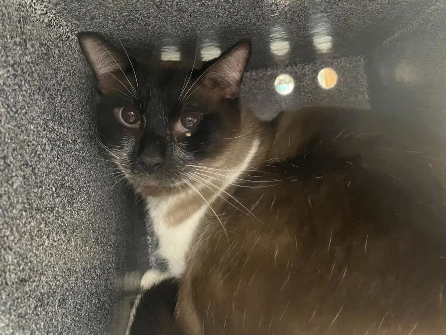 Toblerone - Siamese