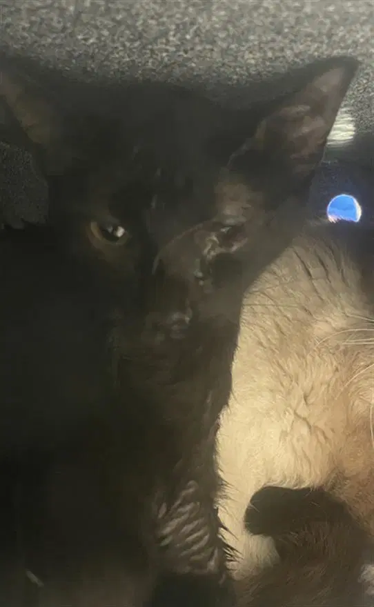 Unknown - Domestic Short Hair