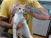 adoptable Cat in gainesville, GA named ANA