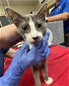 adoptable Cat in gainesville, FL named A667596