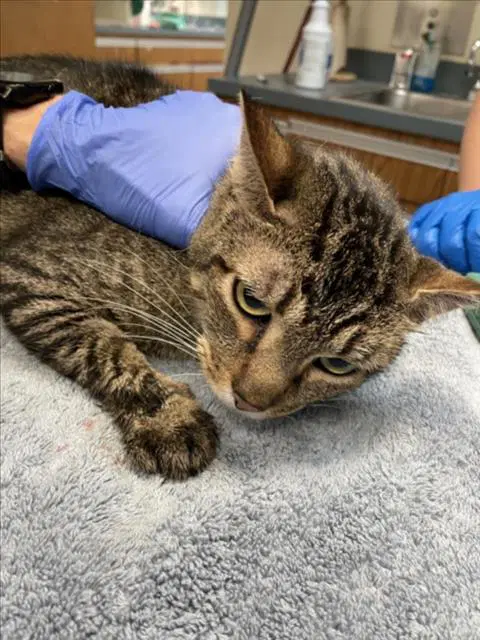 Mars Bar - Domestic Short Hair