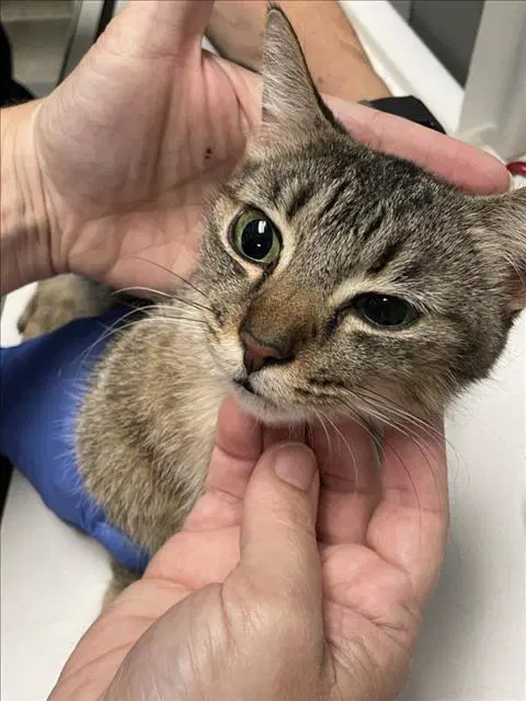 Cadbury - Domestic Short Hair