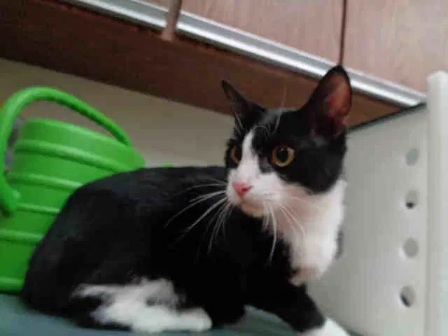 Muneca - Domestic Short Hair