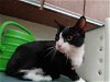 adoptable Cat in gainesville, GA named MUNECA