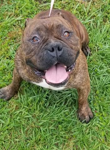 adoptable Dog in Gainesville, FL named PUP PUP