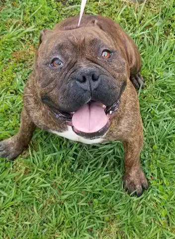 Pup Pup - American Bulldog