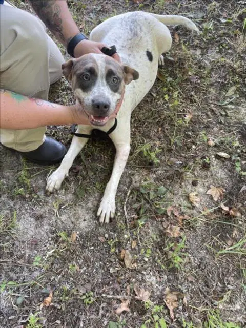 Sprinkles - Australian Cattle Dog/Blue Heeler