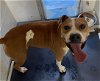 adoptable Dog in gainesville, FL named TJ